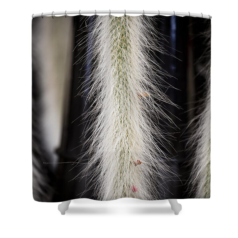 Cleistocactus Colademononis Shower Curtain featuring the photograph Cleistocactus Colademononis Cactus by Maj Seda