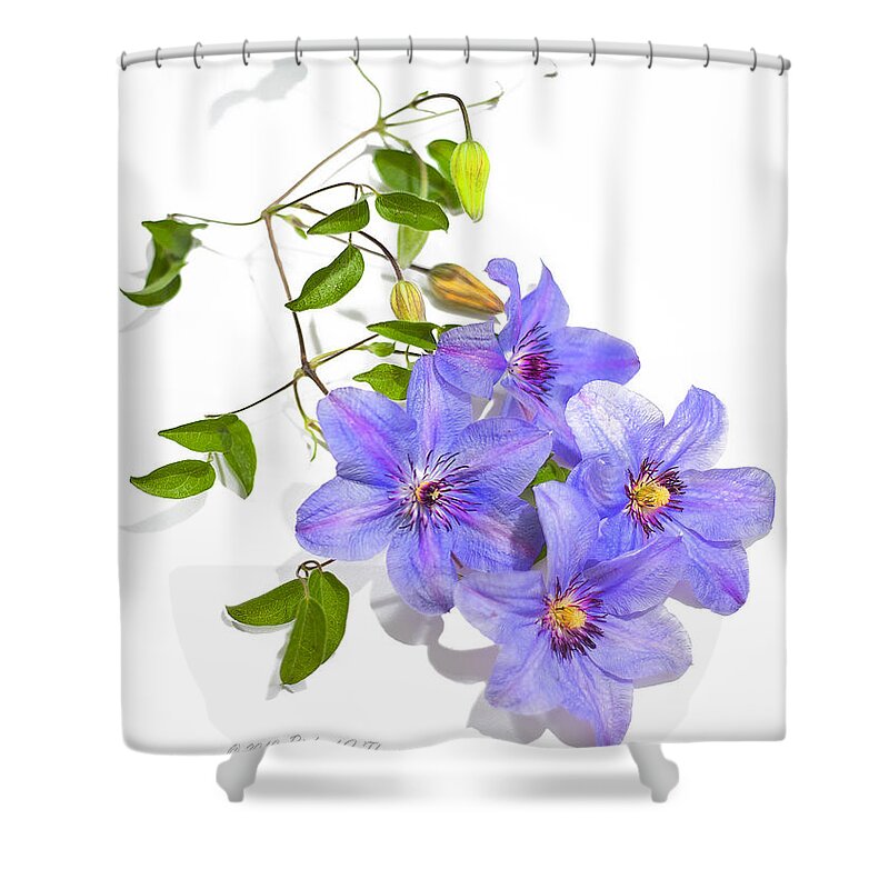 Clematis Shower Curtain featuring the photograph Clematis by Richard J Thompson 