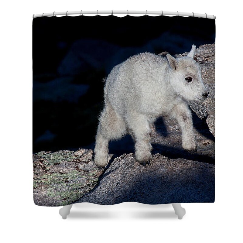 Mountain Goats; Posing; Group Photo; Baby Goat; Nature; Colorado; Crowd; Baby Goat; Mountain Goat Baby; Happy; Joy; Nature; Brothers Shower Curtain featuring the photograph Climb Every Mountain by Jim Garrison