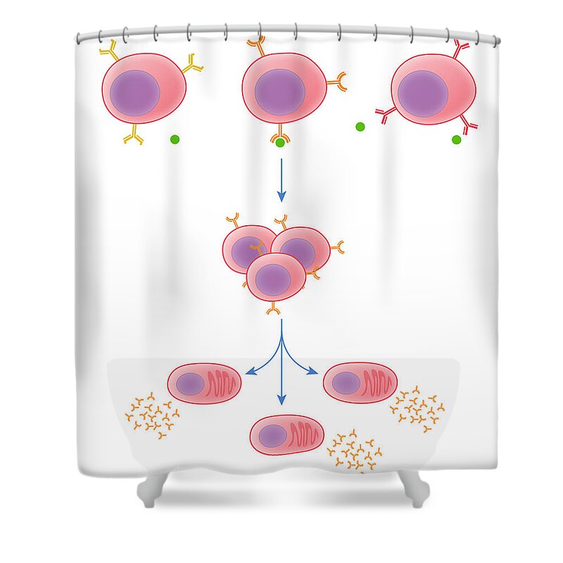 Infographic Shower Curtain featuring the photograph Clonal Selection, Illustration by MedicalWriters