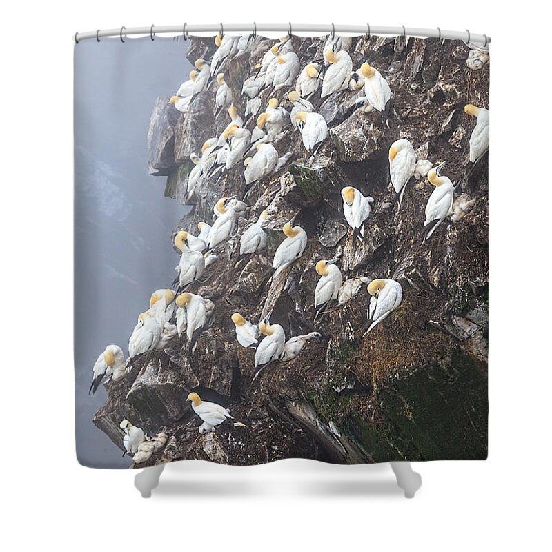 Northern Gannet Shower Curtain featuring the photograph Close-up Norther Gannet Colony by Perla Copernik