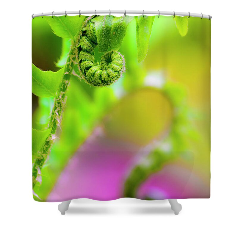 Great Smoky Mountains National Park Shower Curtain featuring the photograph Close-up Of A Fiddlehead Fern by Kennan Harvey