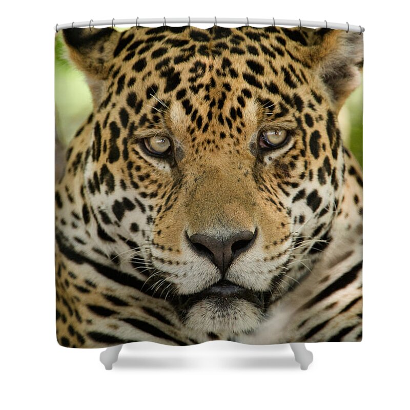 Photography Shower Curtain featuring the photograph Close-up Of A Jaguar Panthera Onca by Panoramic Images