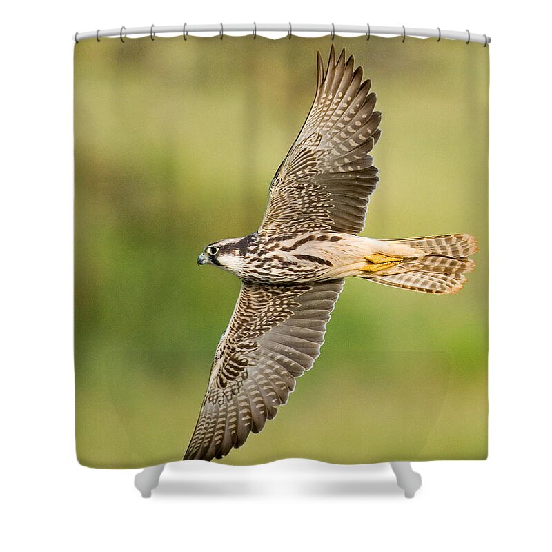 Photography Shower Curtain featuring the photograph Close-up Of A Lanner Falcon Flying by Panoramic Images