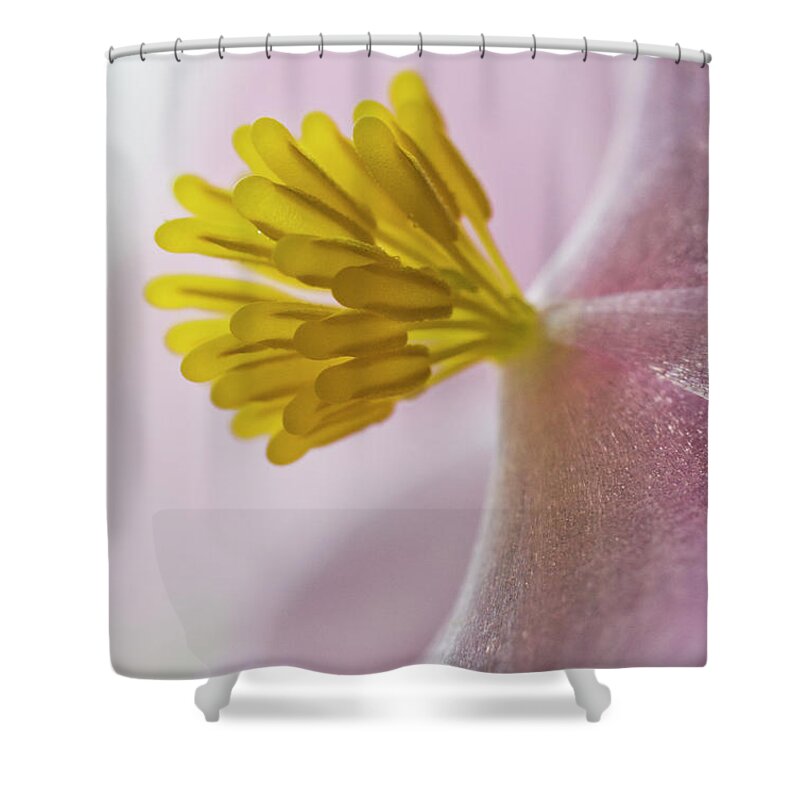 Close Up Shower Curtain featuring the photograph Close Up Of Begonia Blooming Astoria by Robert L. Potts