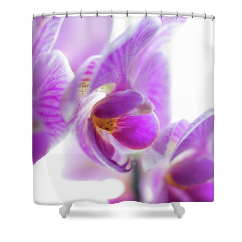 White Background Shower Curtain featuring the photograph Close Up Of Flower Petals by Redheadpictures