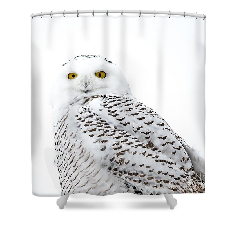 Field Shower Curtain featuring the photograph Close Up Snowy by Cheryl Baxter