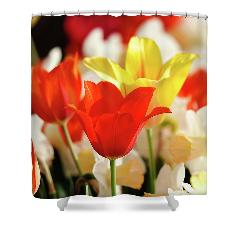 Flowerbed Shower Curtain featuring the photograph Closeup Of Bright, Colorful Red And by Earleliason