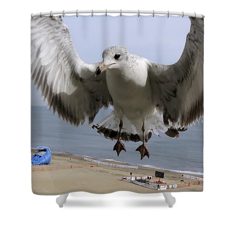 Virginia Beach Shower Curtain featuring the photograph Closeup Of Hovering Seagull by Rick Rosenshein