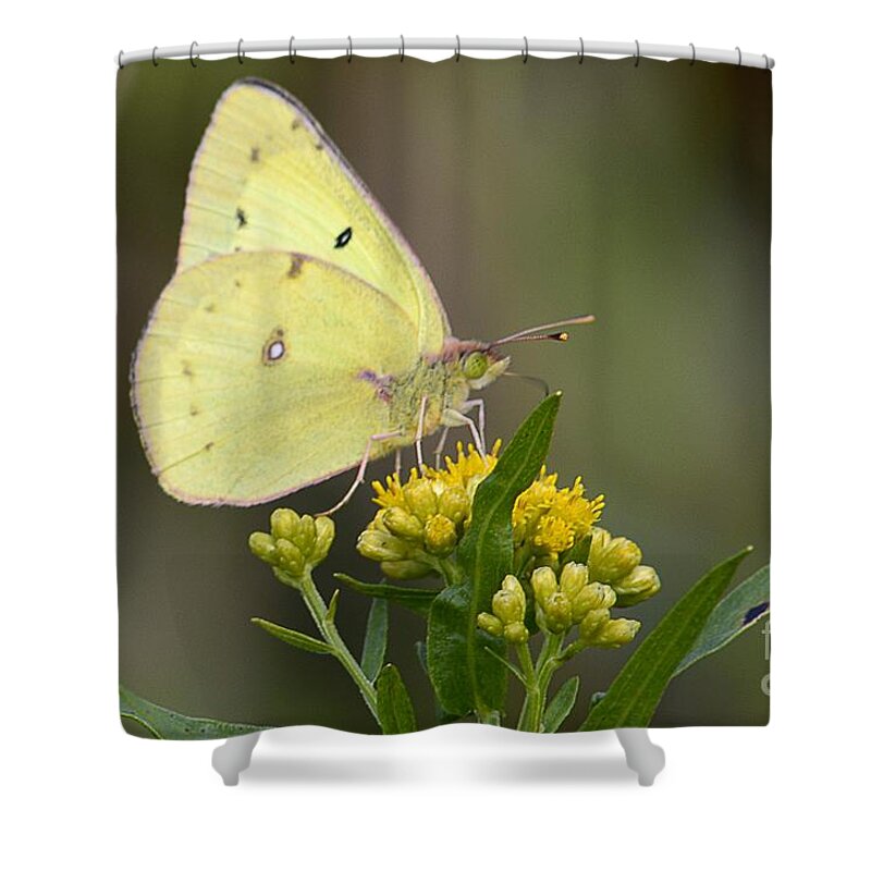 Wildlife Shower Curtain featuring the photograph Clouded Sulphur by Randy Bodkins