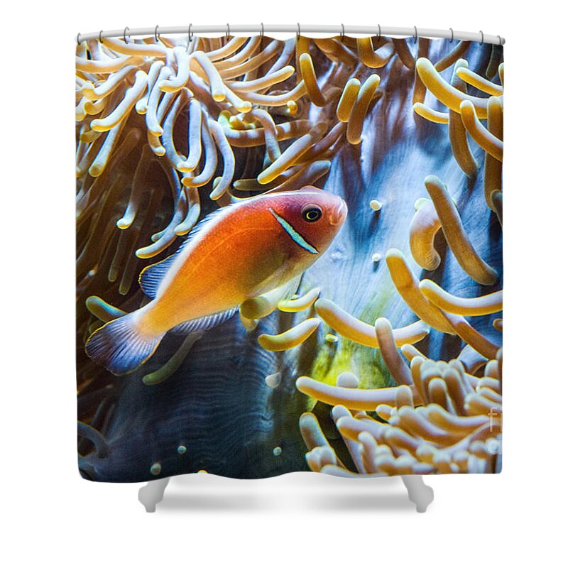 Amphiprion Shower Curtain featuring the photograph Clown Fish - Anemonefish swimming along a large anemone Amphiprion by Jamie Pham