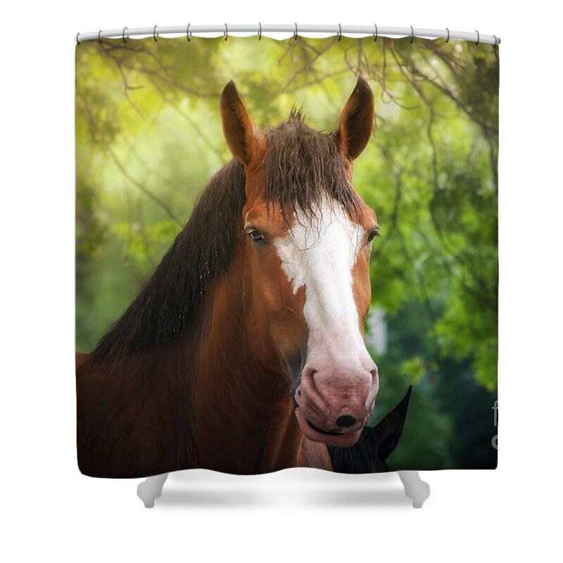 Clydesdale Shower Curtain featuring the photograph Clydesdale Beauty  by Peggy Franz