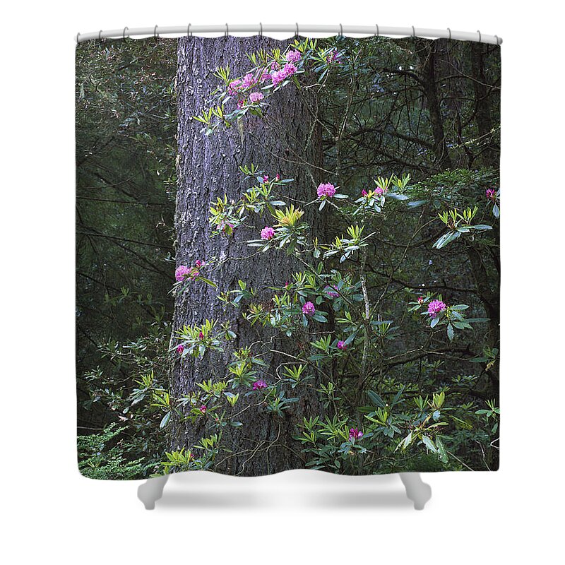 Feb0514 Shower Curtain featuring the photograph Coast Redwood And Rhododendron Redwood by Tim Fitzharris