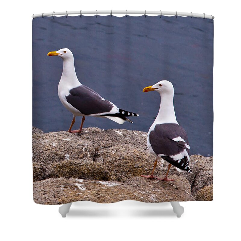 Couple Shower Curtain featuring the photograph Coastal Seagulls by Melinda Ledsome