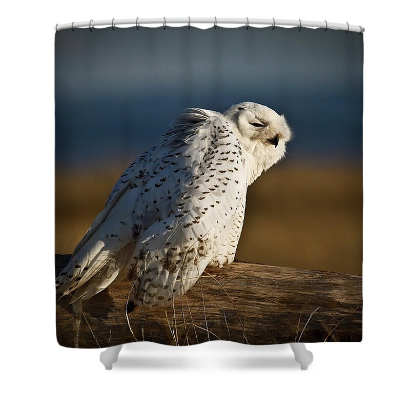 Snowy Owl Shower Curtain featuring the photograph Coastal Snowy Owl by Steve McKinzie