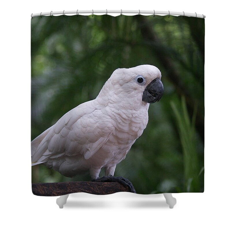 Cockatoo Shower Curtain featuring the photograph Cockatoo by Athala Bruckner