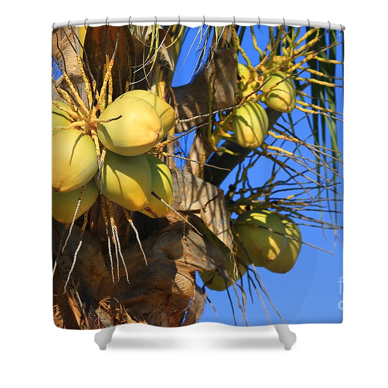 Coconut Palm Shower Curtain featuring the photograph Coconut 2 by Teresa Zieba