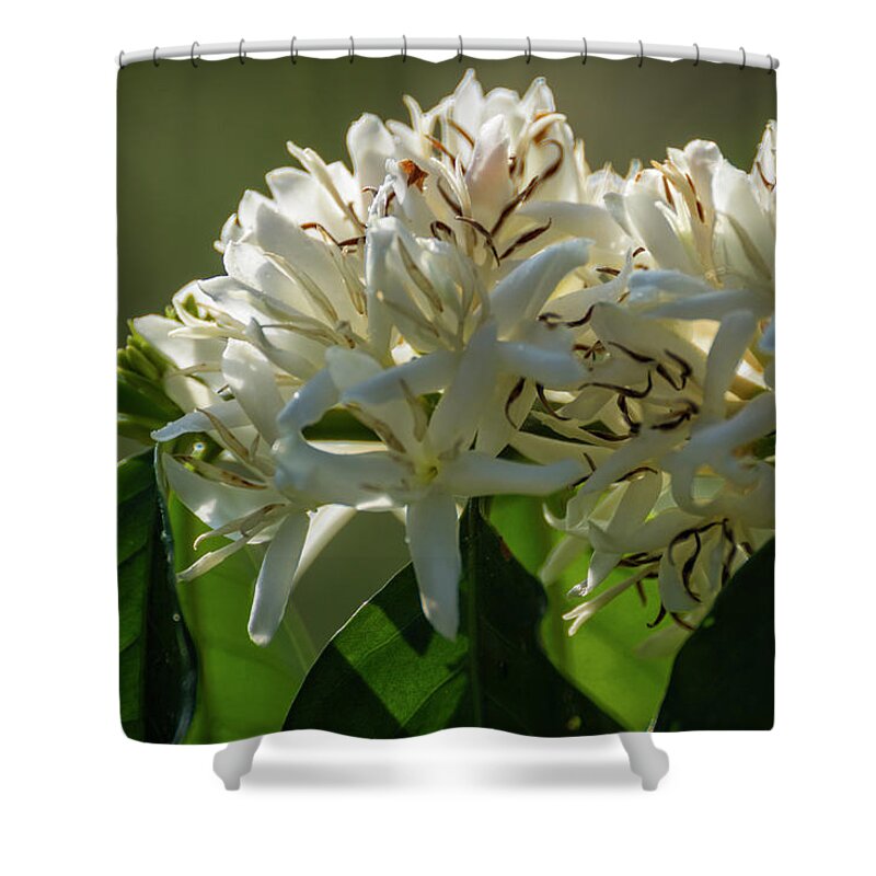 Outdoors Shower Curtain featuring the photograph Coffee Coffea Arabia Blossoms In Kona by Alvis Upitis