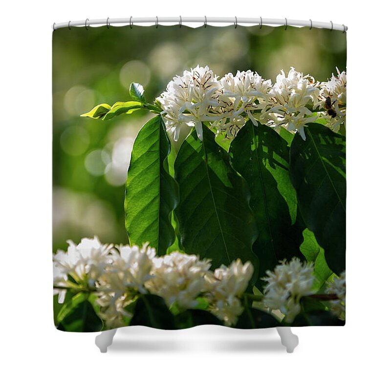 Hanging Shower Curtain featuring the photograph Coffee Coffea Arabia Blossoms, Kona by Alvis Upitis