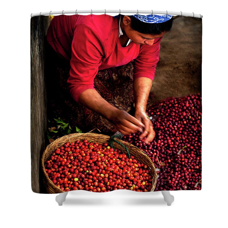 Working Shower Curtain featuring the photograph Coffee Picker, El Salvador by John Coletti