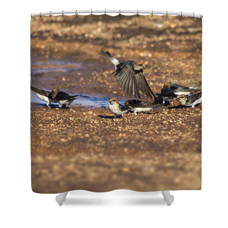 Swallows Shower Curtain featuring the photograph Collecting Mud by Douglas Barnard