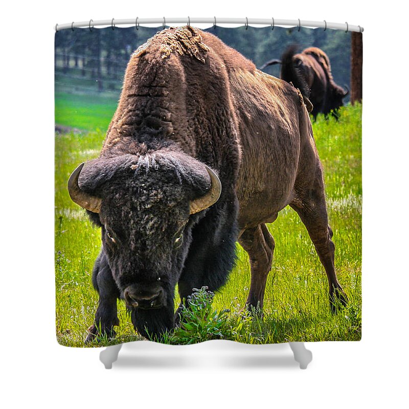 Colorado Shower Curtain featuring the photograph Colorado Bison by Juli Ellen