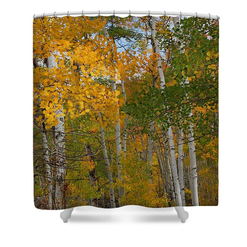 Colorado Shower Curtain featuring the photograph Colorado Gold by Bob Hislop
