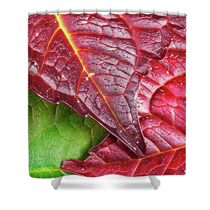 North Rhine Westphalia Shower Curtain featuring the photograph Colorful Foliage by Georg Hanf