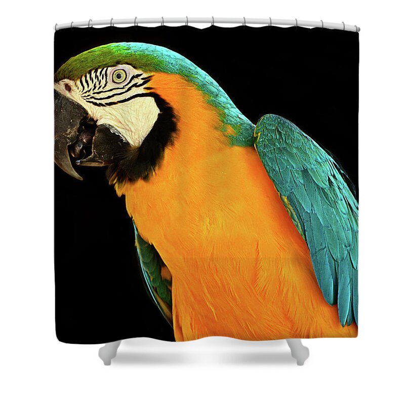Macaw Shower Curtain featuring the photograph Colorful Macaw Bird by Jeff R Clow
