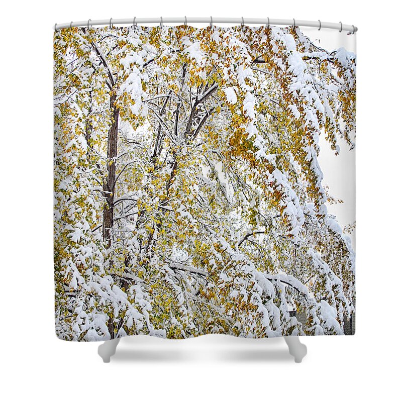 Tree Shower Curtain featuring the photograph Colorful Maple Tree In The Snow by James BO Insogna