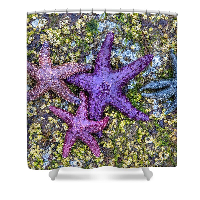 Starfish Shower Curtain featuring the photograph Colorful Starfish BC by Pierre Leclerc Photography
