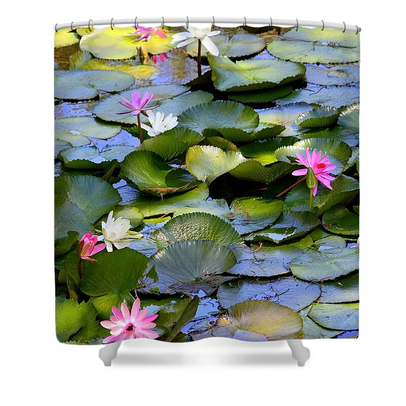 Water Lilies Shower Curtain featuring the photograph Colorful Water Lily Pond by Carol Groenen