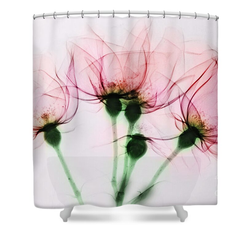 Rose Shower Curtain featuring the photograph Colorized X-ray Of Roses by Scott Camazine