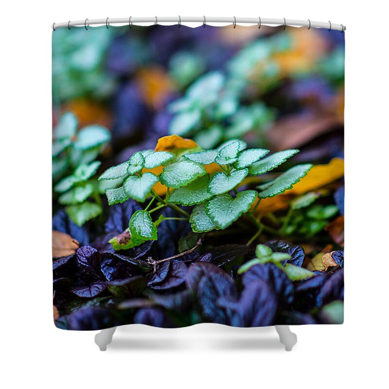 Plants Shower Curtain featuring the photograph Colors by David Downs