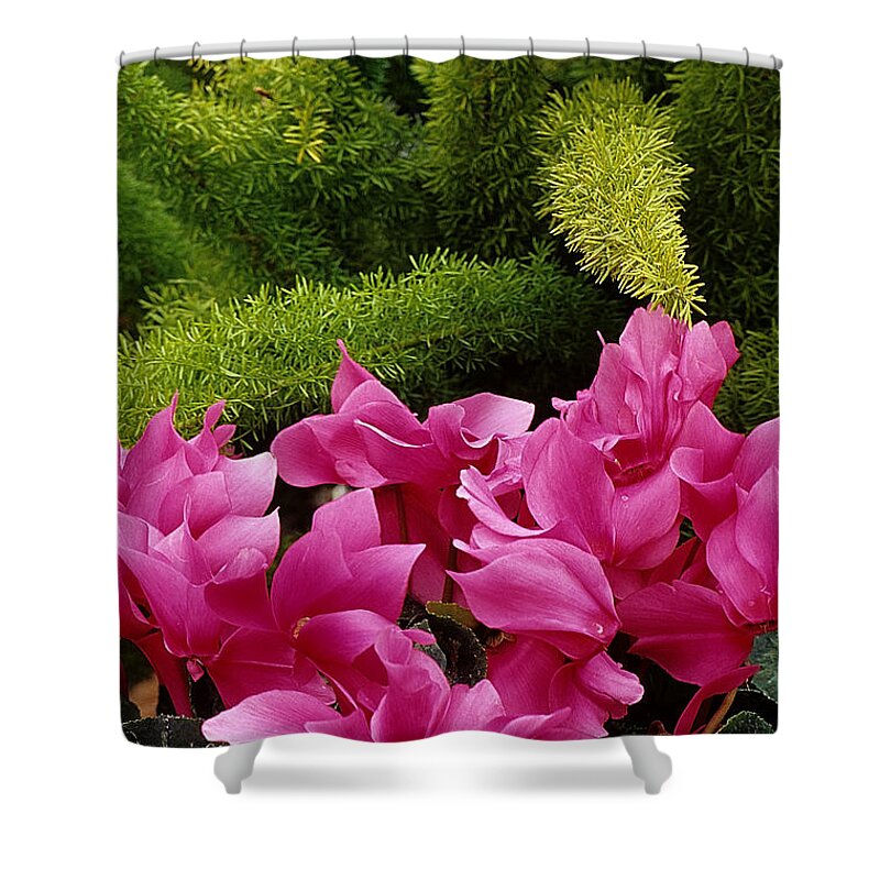 Lime Green Shower Curtain featuring the photograph Colors of Spring by Sharon Elliott