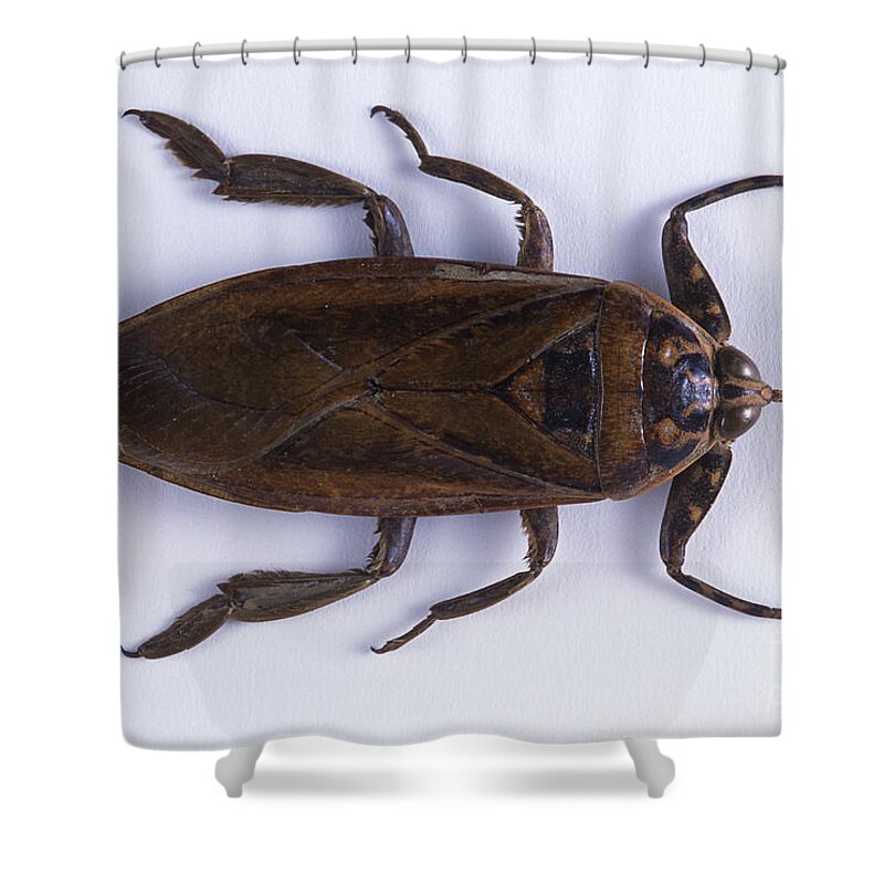 Lethocerus Grandis Shower Curtain featuring the photograph Colossus Waterbug by Barbara Strnadova