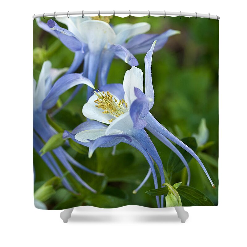 Origami Shower Curtain featuring the photograph Columbine-2 by Charles Hite