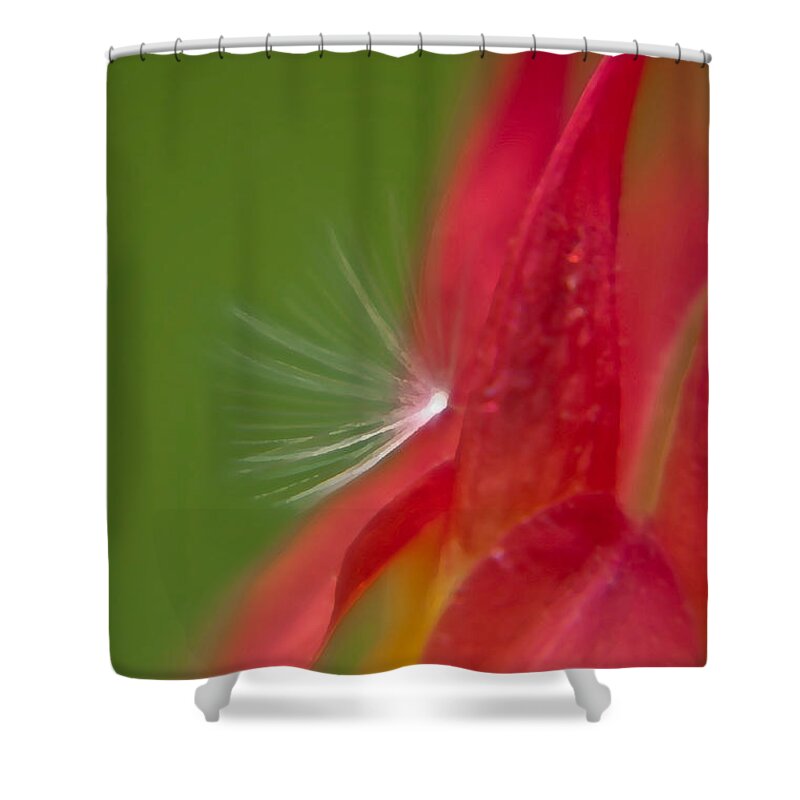 Flowers Shower Curtain featuring the photograph Columbine Fairy by Brenda Jacobs