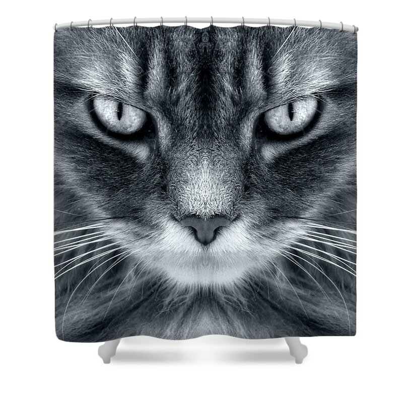 Cat Shower Curtain featuring the photograph Come Closer by Louise Kumpf