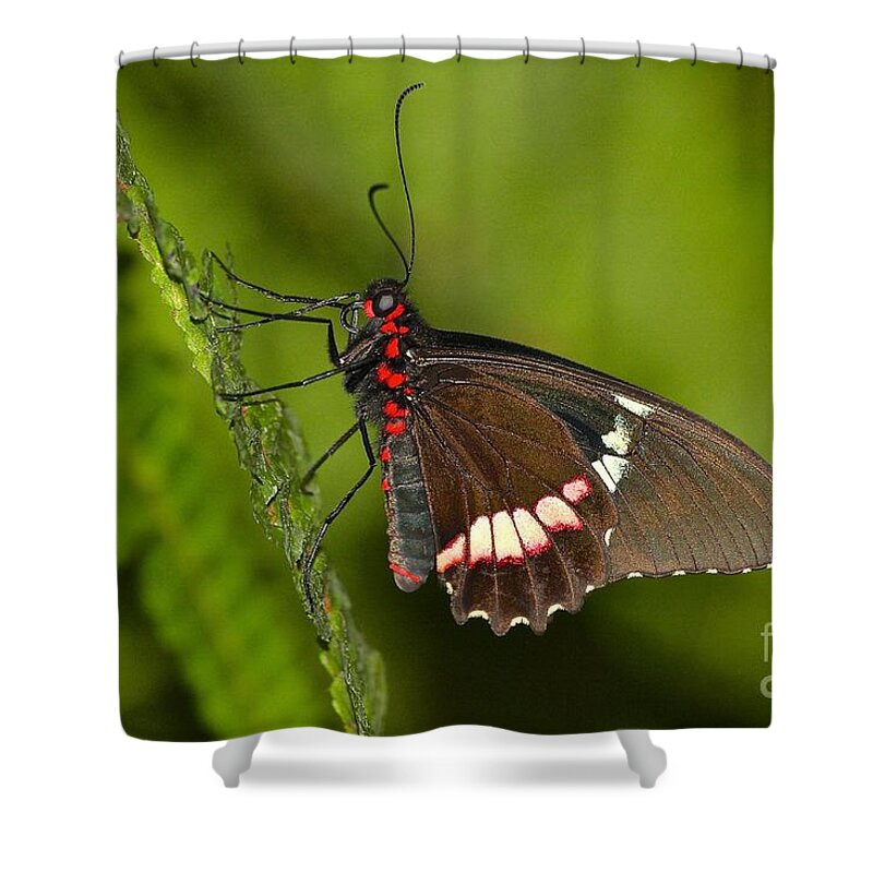 Butterfly Shower Curtain featuring the photograph Come have a drink with me by Ruth Jolly