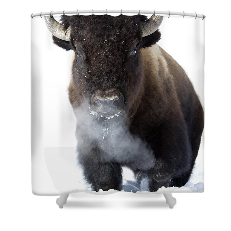 Bison Shower Curtain featuring the photograph Coming Through by Deby Dixon