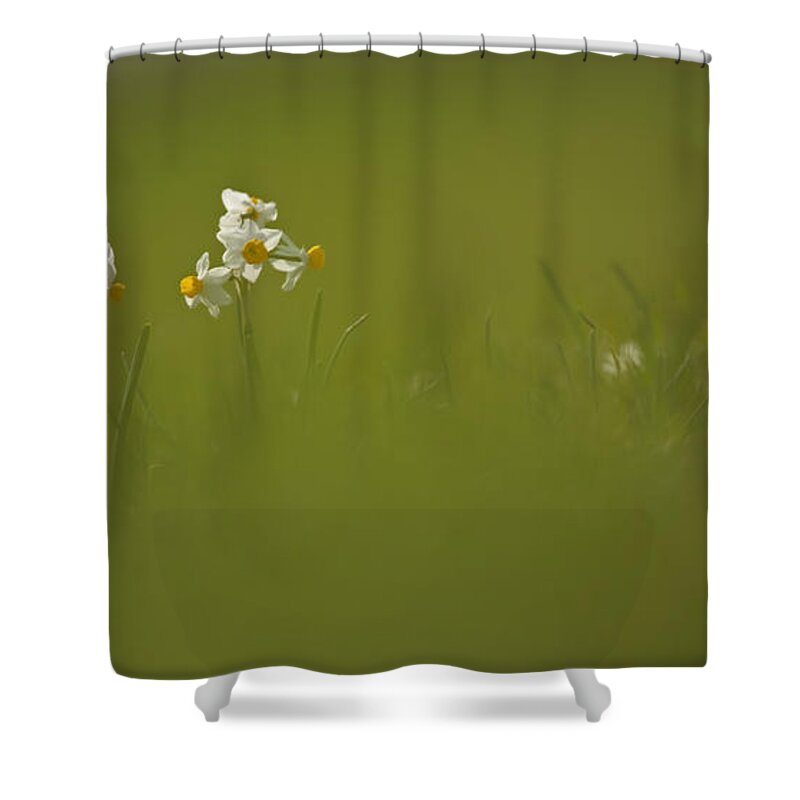 Daffodils Shower Curtain featuring the photograph Common Daffodil by Alon Meir