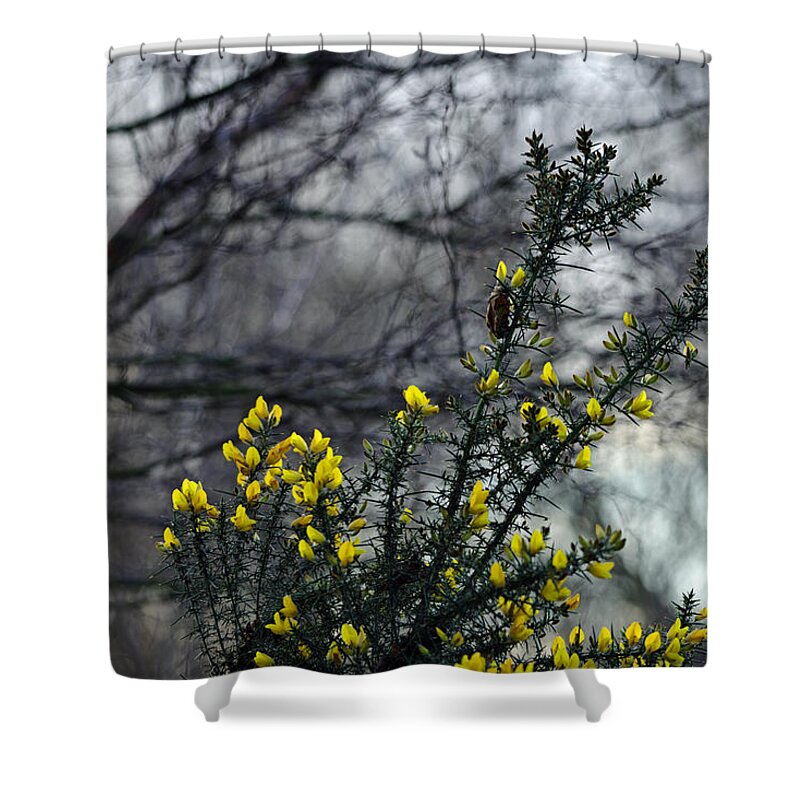 Britain Shower Curtain featuring the photograph Common Gorse in the Woodland by Rod Johnson