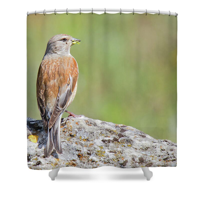 Animal Themes Shower Curtain featuring the photograph Common Linnet Carduelis Cannabina by By Mediotuerto