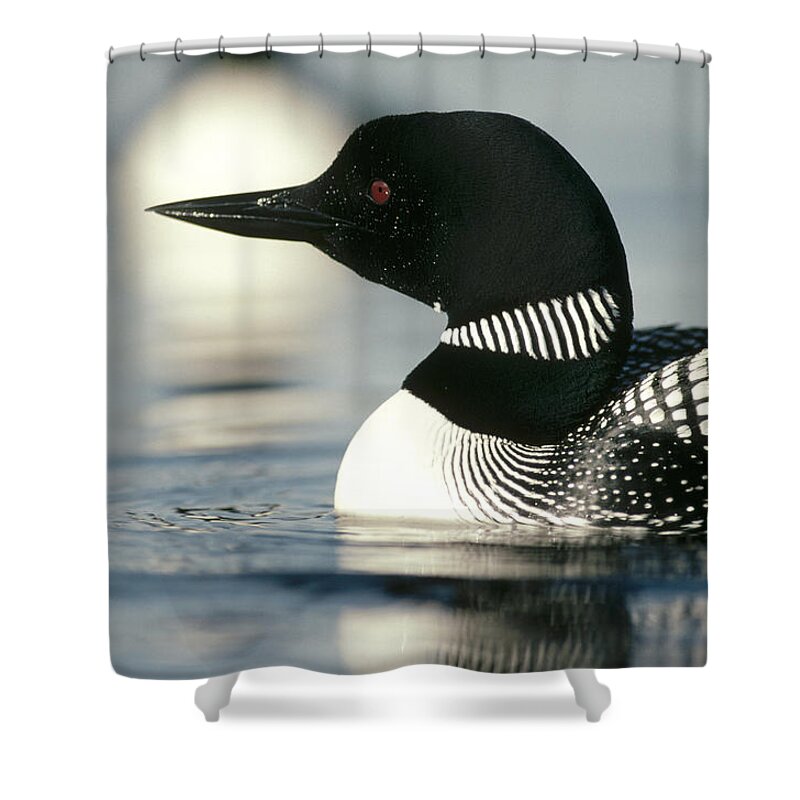 Feb0514 Shower Curtain featuring the photograph Common Loon On Lake In Summer Wyoming by Michael Quinton