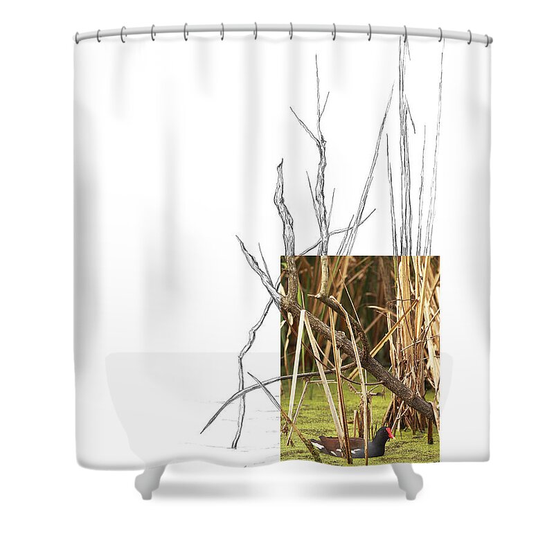 Common Moorhen Shower Curtain featuring the photograph Common Moorhen by Andrew McInnes