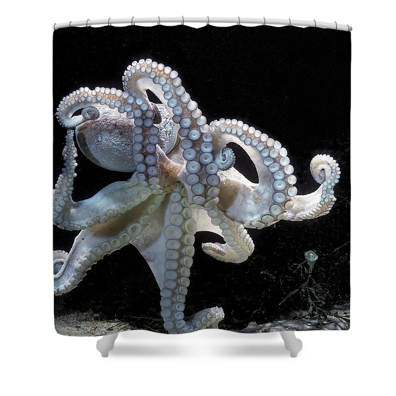 Common Octopus Shower Curtain featuring the photograph Common Octopus by Jean-Michel Labat