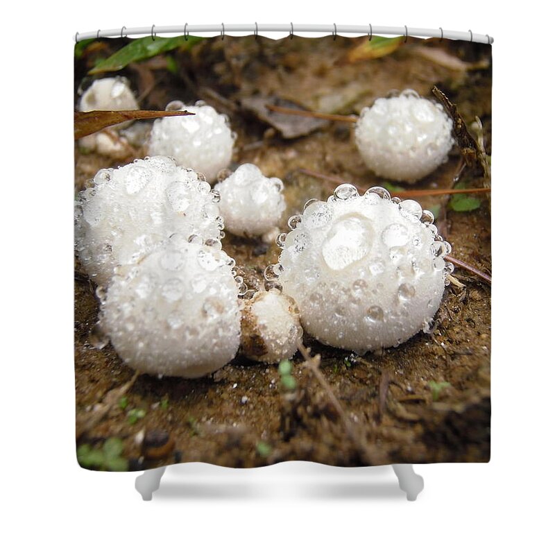 Fungi Shower Curtain featuring the photograph Common Puffball Dewdrop Harvest by Nicole Angell