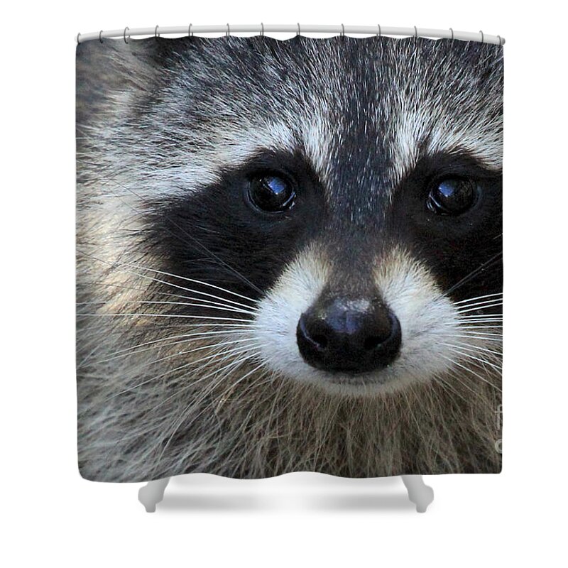 Common Raccoon Shower Curtain featuring the photograph Common Raccoon by Meg Rousher