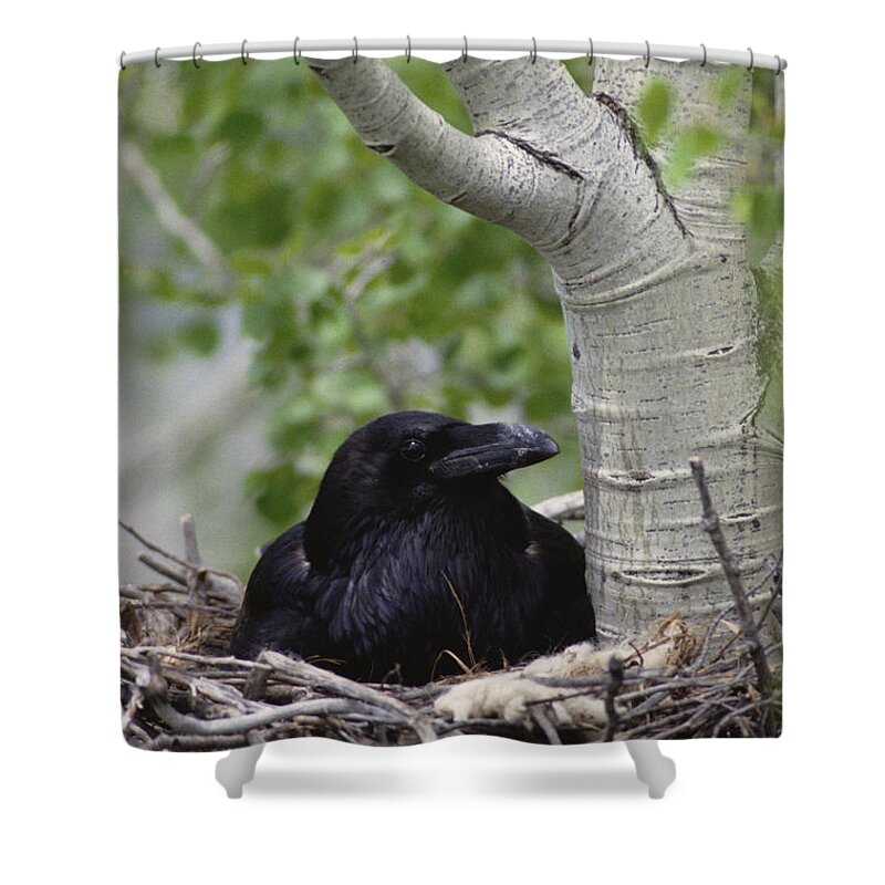 Feb0514 Shower Curtain featuring the photograph Common Raven Incubating Eggs In Nest by Michael Quinton